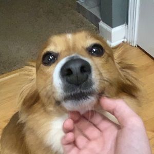 Meet your Posher, Zoe